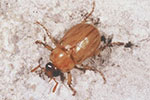 Southwestern Masked Chafer